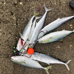 サゴシフィーバー