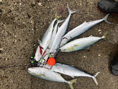 サゴシフィーバー