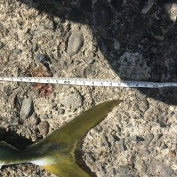 粘ってメジロ、サゴシ