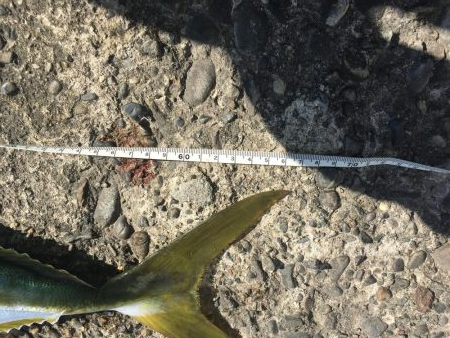 粘ってメジロ、サゴシ