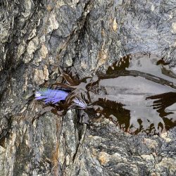 太刀魚とアオリ