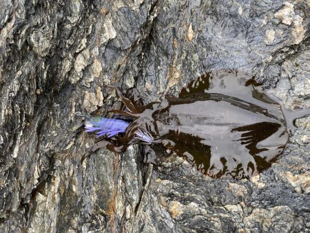 太刀魚とアオリ