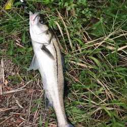 シーバス釣りパート3