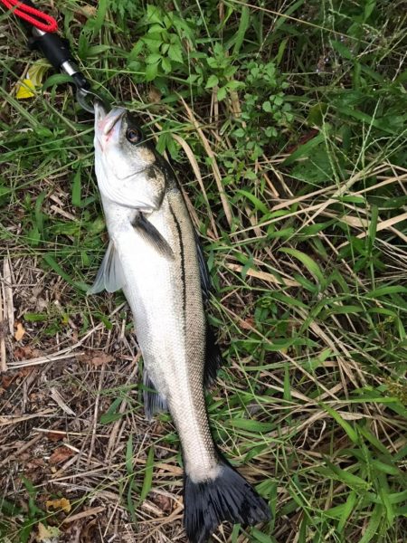 シーバス釣りパート3