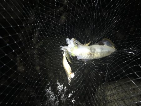 秋イカ三度目釣行