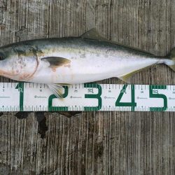 久しぶりのメジロ!