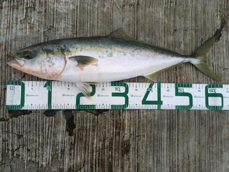 久しぶりのメジロ！