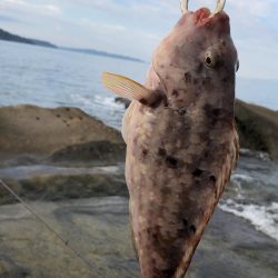 激ひき　ブダイ