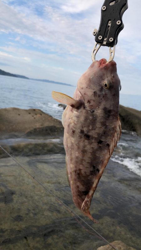 激ひき　ブダイ