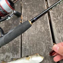 ライトゲーム&ショアジギ！1投目で来た！