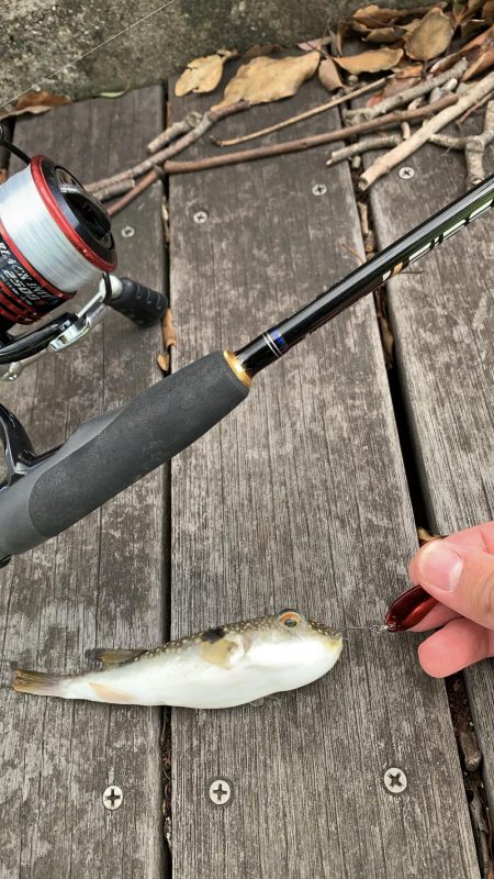 ライトゲーム&ショアジギ！1投目で来た！