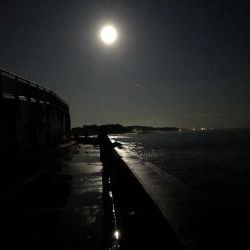 今期初サゴシ！