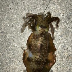 ナイトエギング、泳がせ釣り