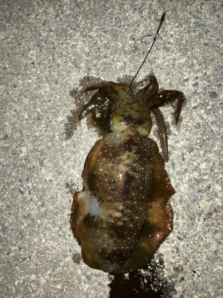 ナイトエギング、泳がせ釣り