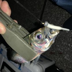 暴風アジング！