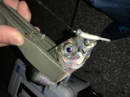 暴風アジング！