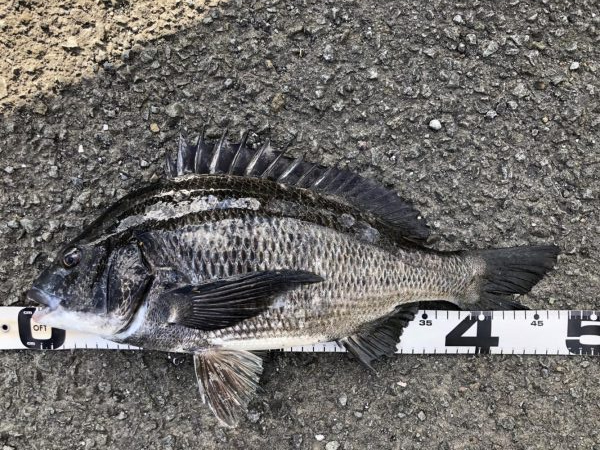 イチノ兄弟、釣果!