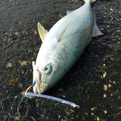 ライトショアジギ、2種混合