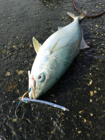 ライトショアジギ、2種混合