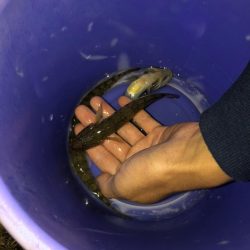 淀川のハゼ釣り