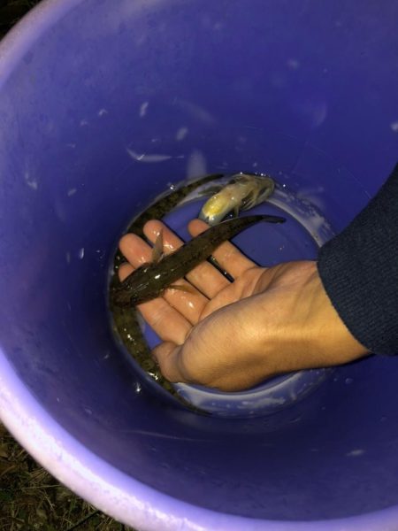 淀川のハゼ釣り