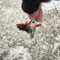 極寒の中粘ってメジロゲット！