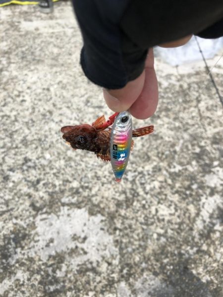 極寒の中粘ってメジロゲット！