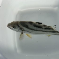 ソーダカツオ初釣り