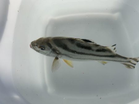 ソーダカツオ初釣り