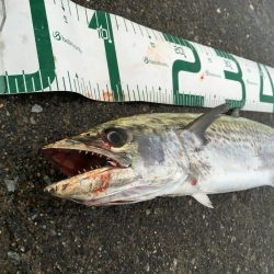 雨の中執念のサゴシ