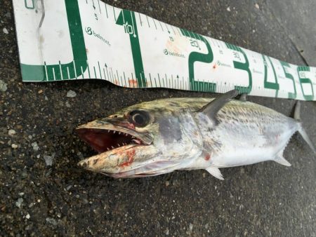 雨の中執念のサゴシ