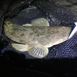 シーバスandマゴチ祭り