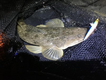 シーバスandマゴチ祭り