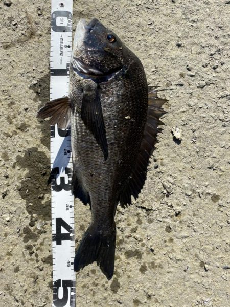 イチノ兄弟、釣果！