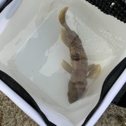 早朝アジング(宵姫使用)