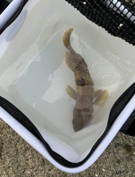 早朝アジング(宵姫使用)