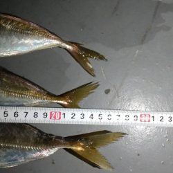 アジング～の太刀魚