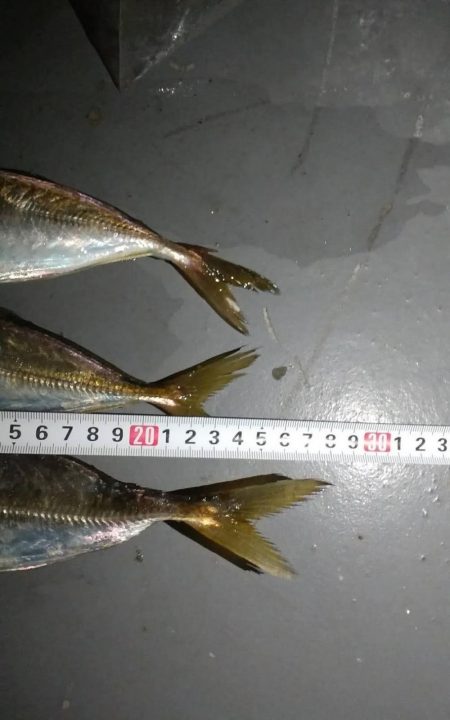 アジング～の太刀魚