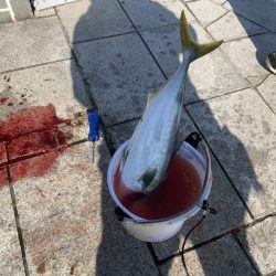 のませでハマチ