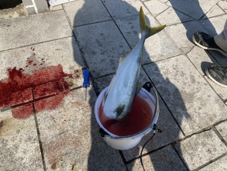 のませでハマチ