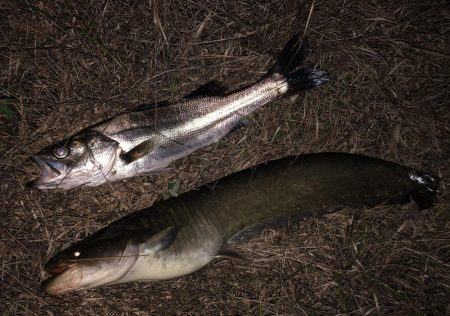 円山川シーバス