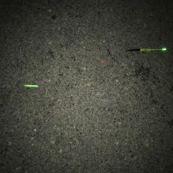 タチウオはいずこへ