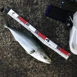 Gotoフィッシング