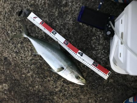 Gotoフィッシング