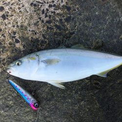 秋のトップ青物