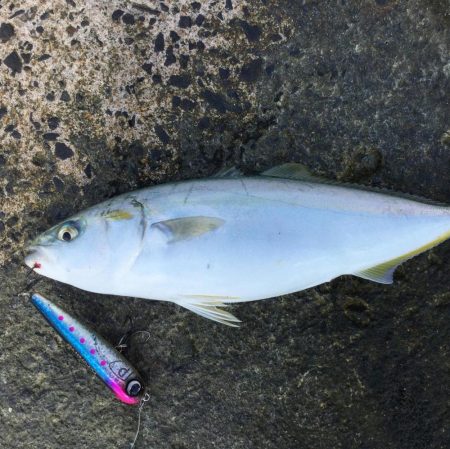 秋のトップ青物