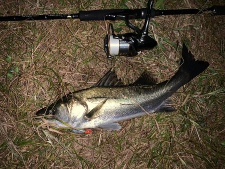 秋の夜長に河鱸