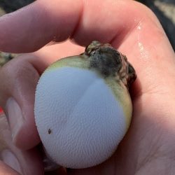 ハゲ鍋のはずが