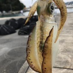 秋イカシーズン