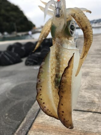 秋イカシーズン